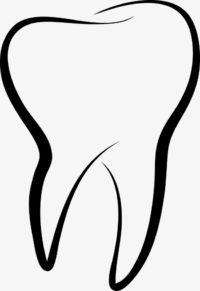 tooth with roots